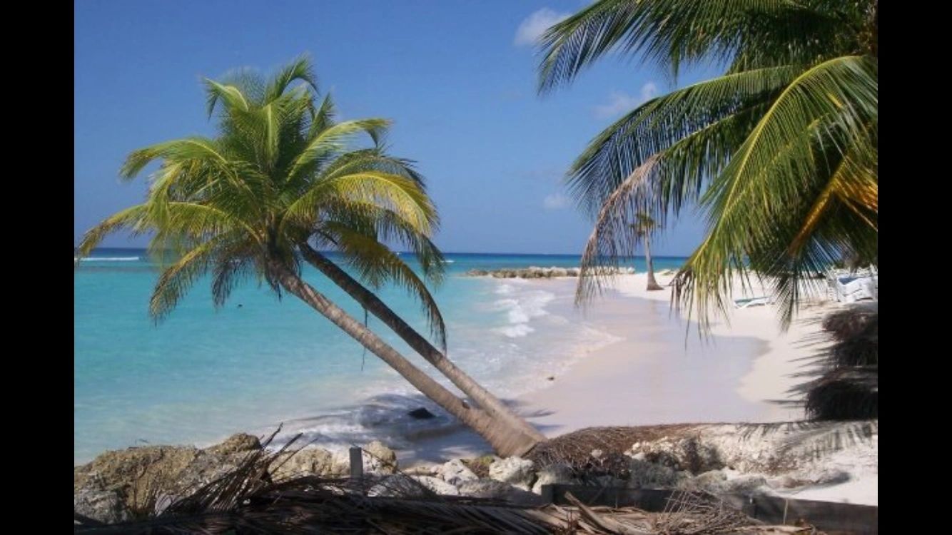 Tropical beach with palm trees